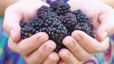فوائد التوت الأسود للأطفال