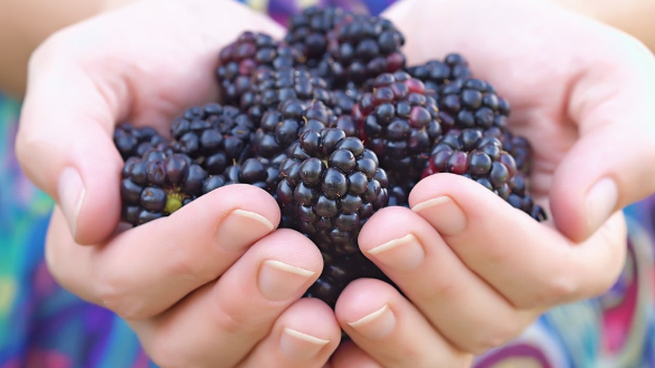 فوائد التوت الأسود للأطفال