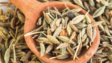 هل اليانسون يسبب مغص للرضع؟ تحليل طبي وشرح لمخاطر التسمم العصبي 2026