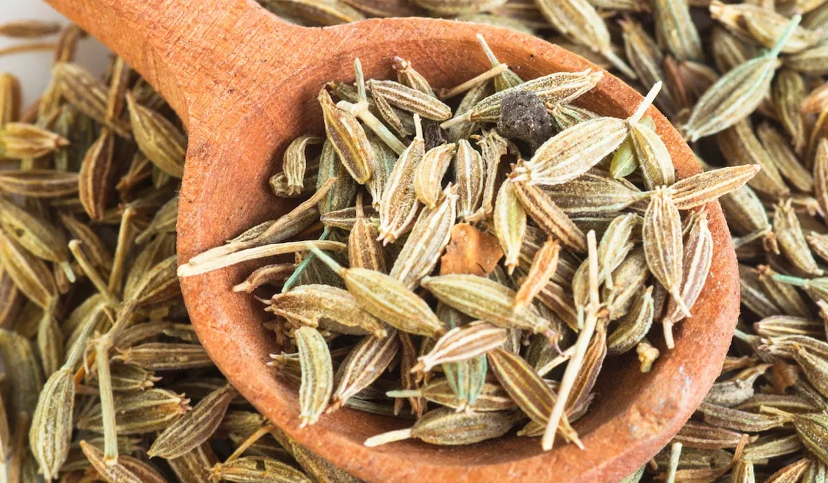 هل اليانسون يسبب مغص للرضع؟ تحليل طبي وشرح لمخاطر التسمم العصبي 2026